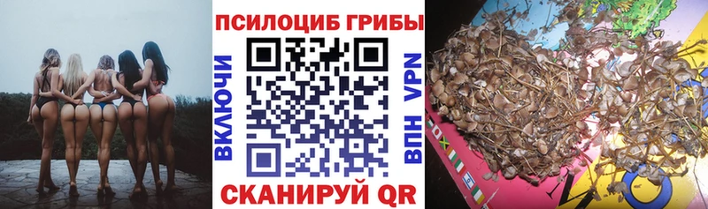 Псилоцибиновые грибы Psilocybine cubensis  Купить закладки  Новосиль 